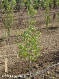 parks_nursery004015.jpg