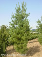 parks_nursery004022.jpg