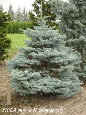 parks_nursery004027.jpg