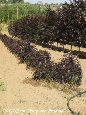 parks_nursery004034.jpg