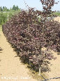 parks_nursery004036.jpg