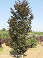 parks_nursery004038.jpg