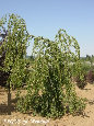 parks_nursery004041.jpg