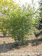 parks_nursery004053.jpg