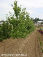 parks_nursery004054.jpg