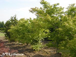 parks_nursery004055.jpg